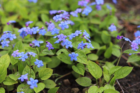 Omphalodes verna (Amerikaans vergeet-mij-nietje)