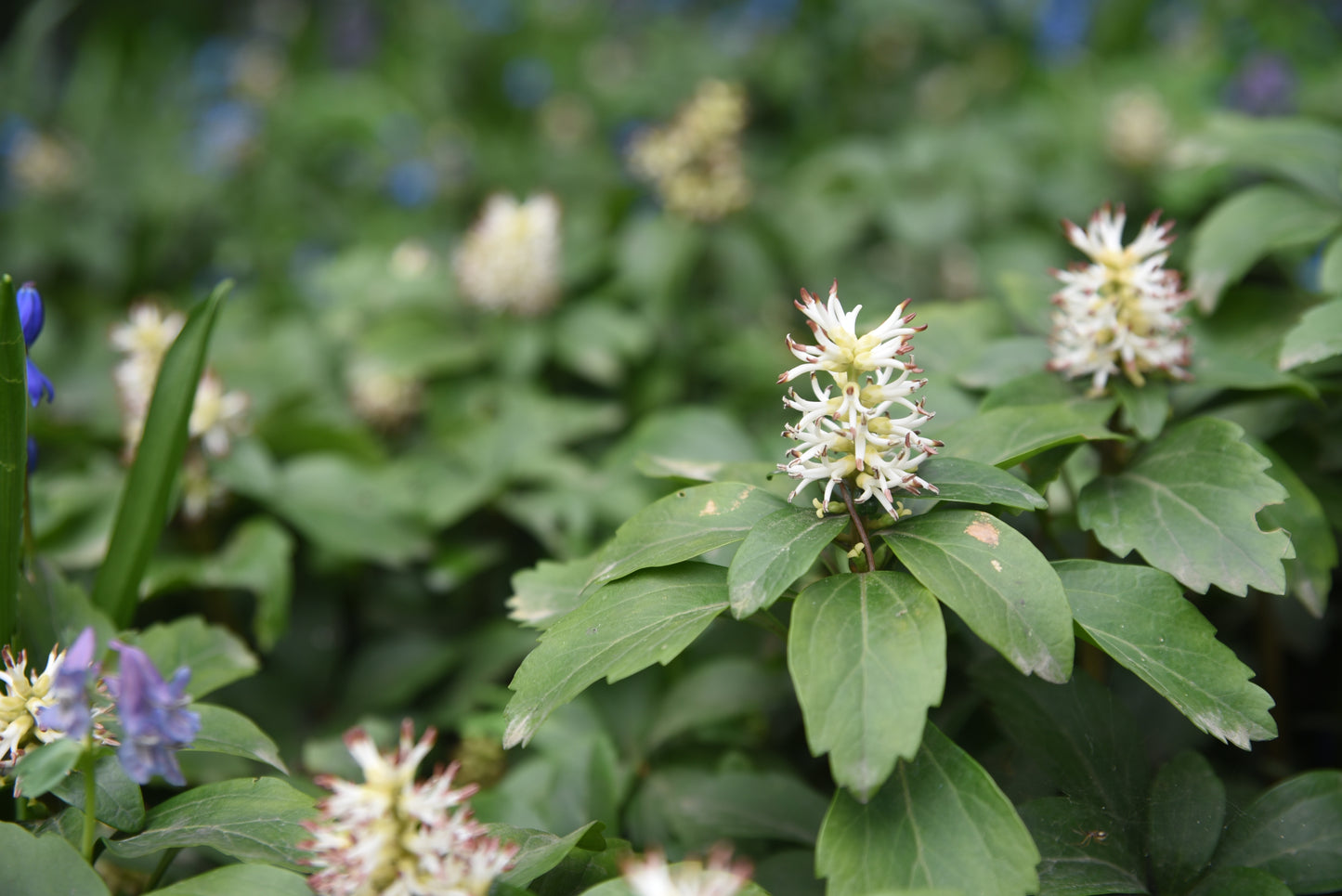 Pachysandra terminalis (Schaduwkruid)