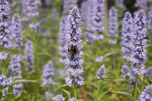 Agastache 'Blue Fortune' (Dropplant)
