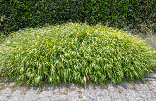 Hakonechloa macra (Japans bosgras)