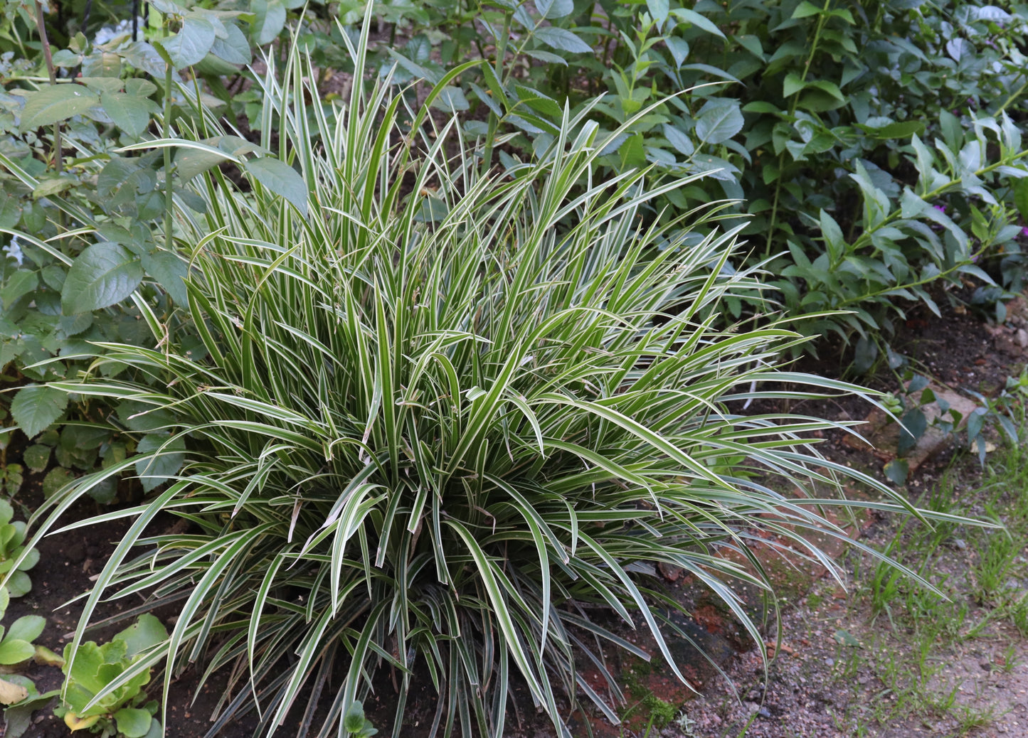 Carex morrowii 'Ice Dance' (Zegge)