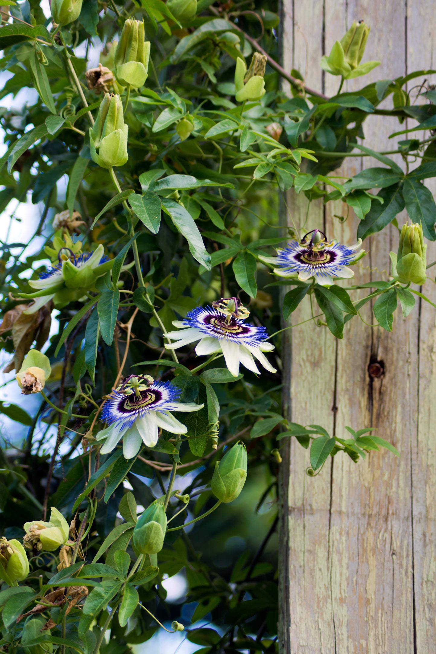 Passiflora caerulea (Blauwe Passiebloem)