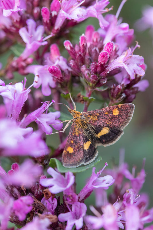 Origanum laevigatum 'Herrenhausen' (Siermarjolein)