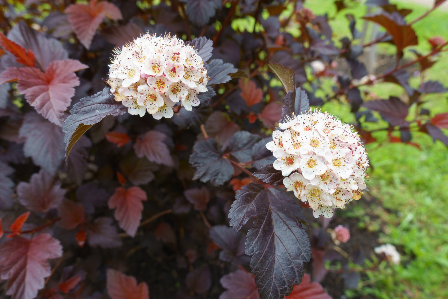 Physocarpus opulifolius 'Diabolo' (Blaasspirea)
