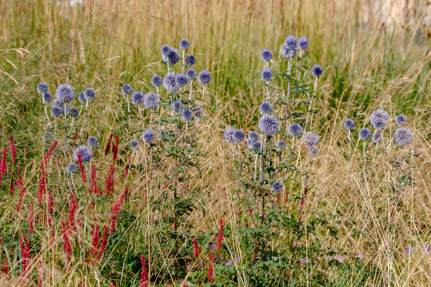 Echinops bannaticus 'Taplow Blue' (Kogeldistel)