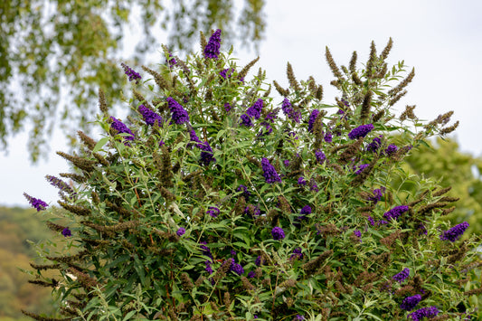 Buddleja davidii 'Black Knight' (Donkerpaarse Vlinderstruik)