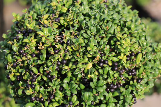 Ilex crenata (Japanse Hulst)