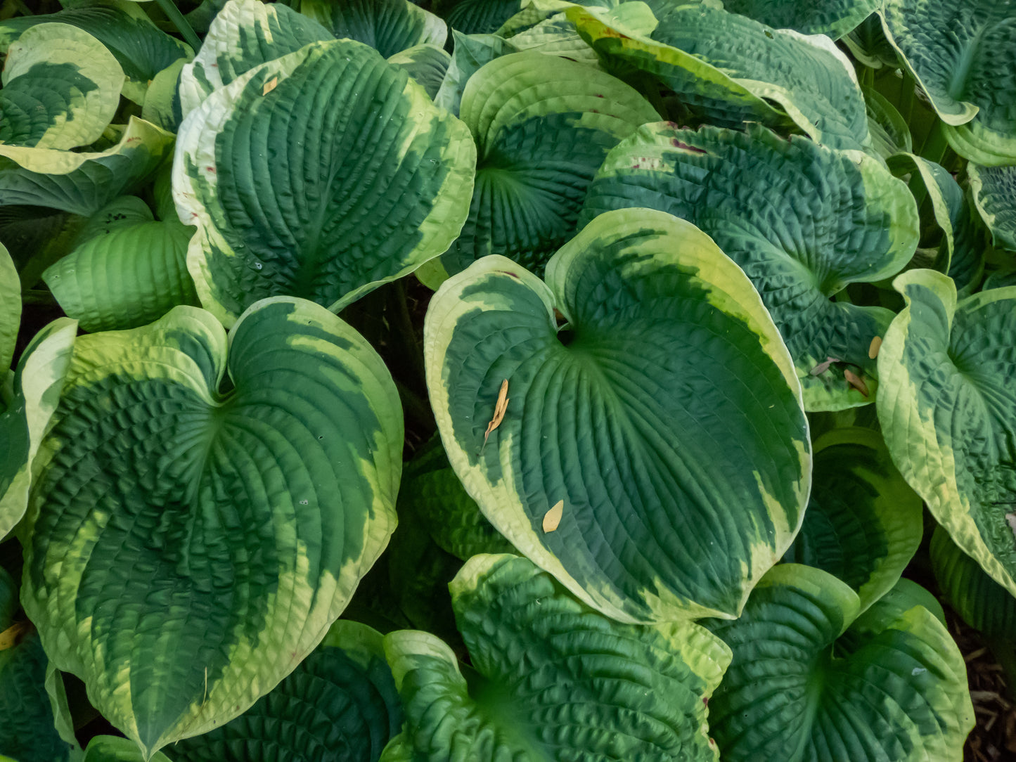 Hosta 'Frances Williams' (Hartlelie)