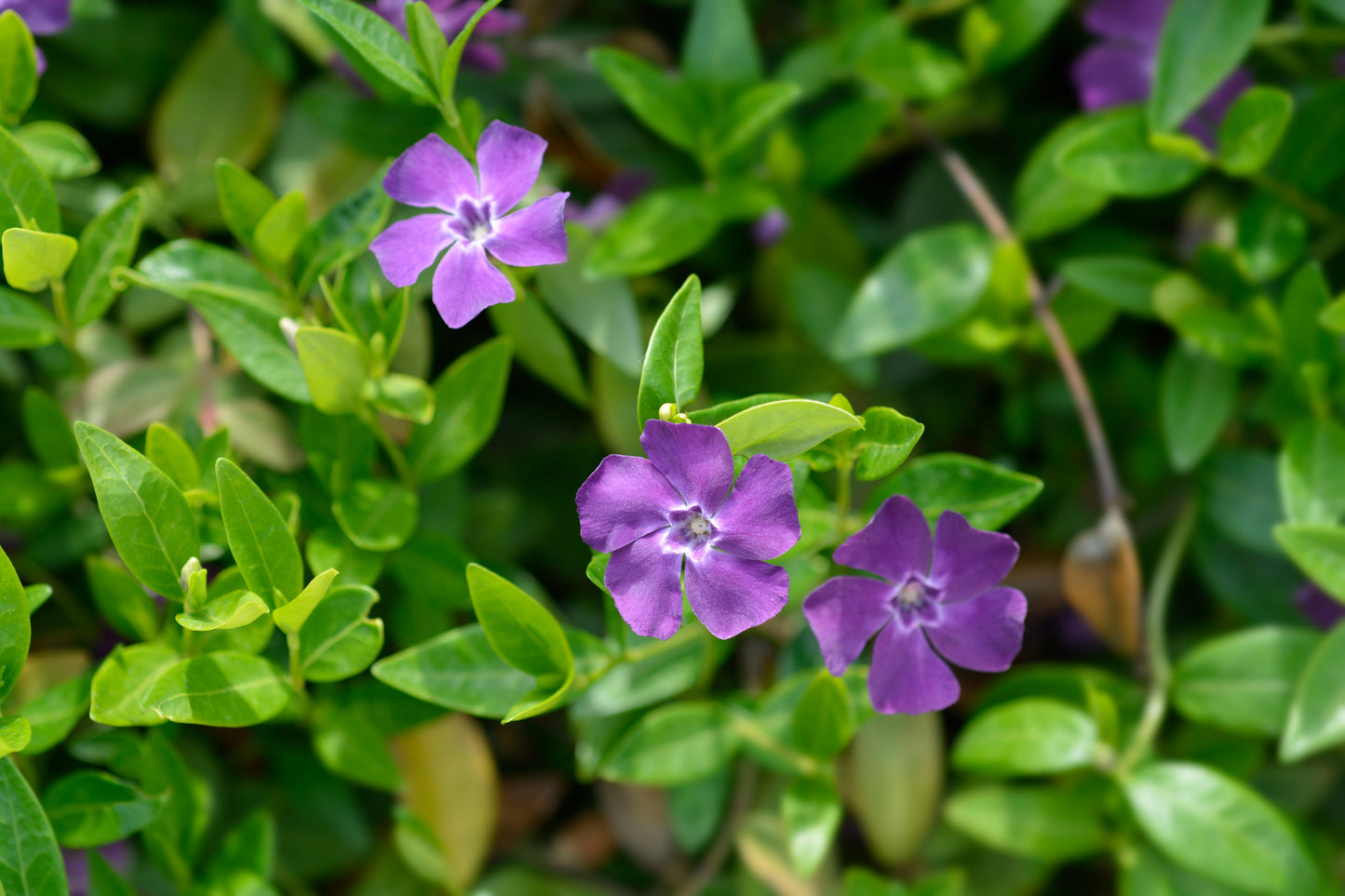 Vinca minor 'Atropurpurea' (Kleine maagdenpalm)