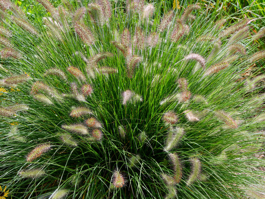 Pennisetum alopecuroides 'Hameln' (Lampenpoetsersgras)