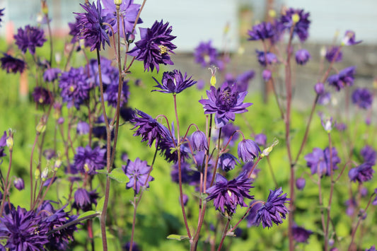 Aquilegia vulgaris 'Blue Barlow' (Akelei)