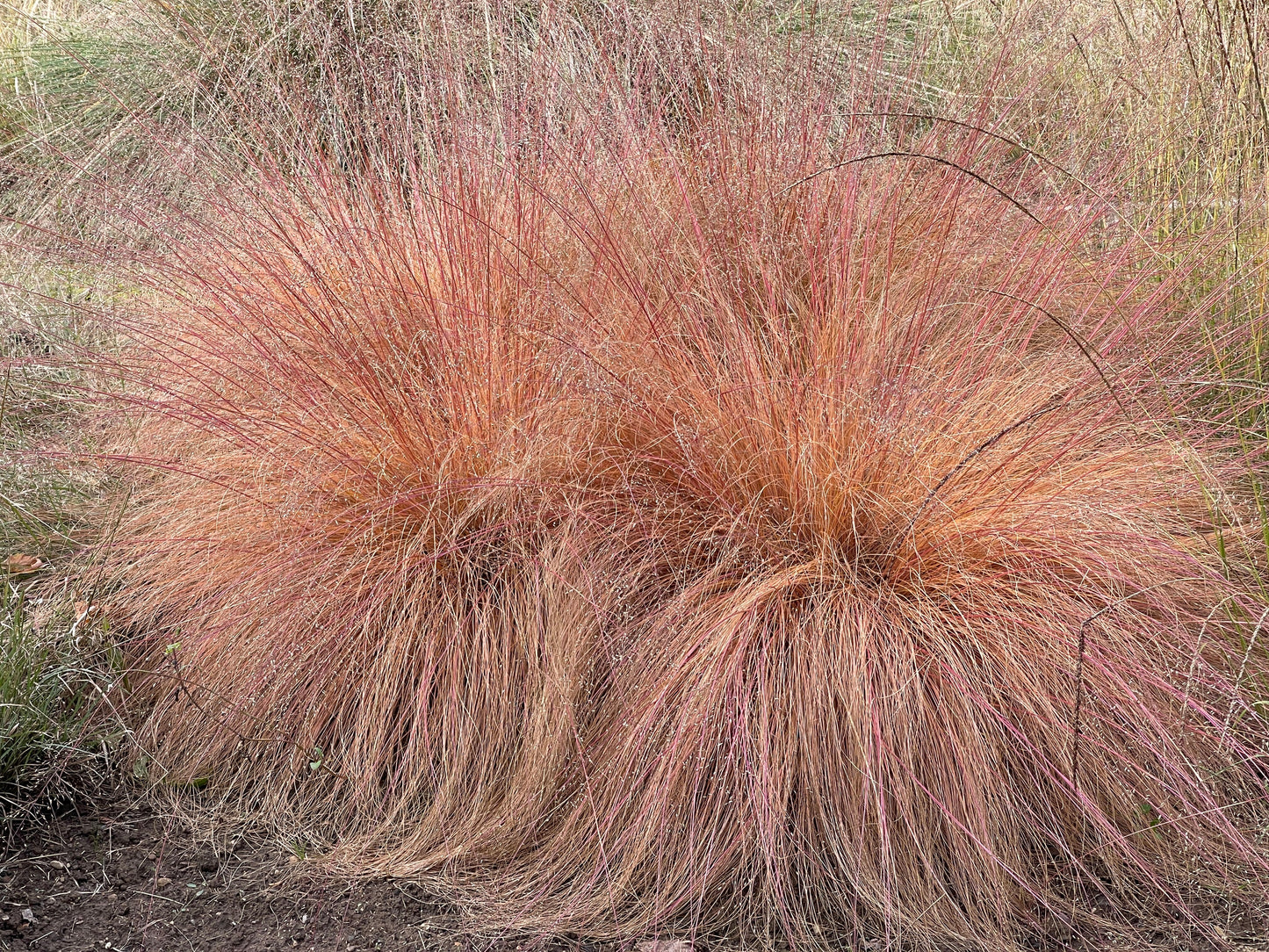 Sporobolus heterolepis (Prairiedruppelgras)