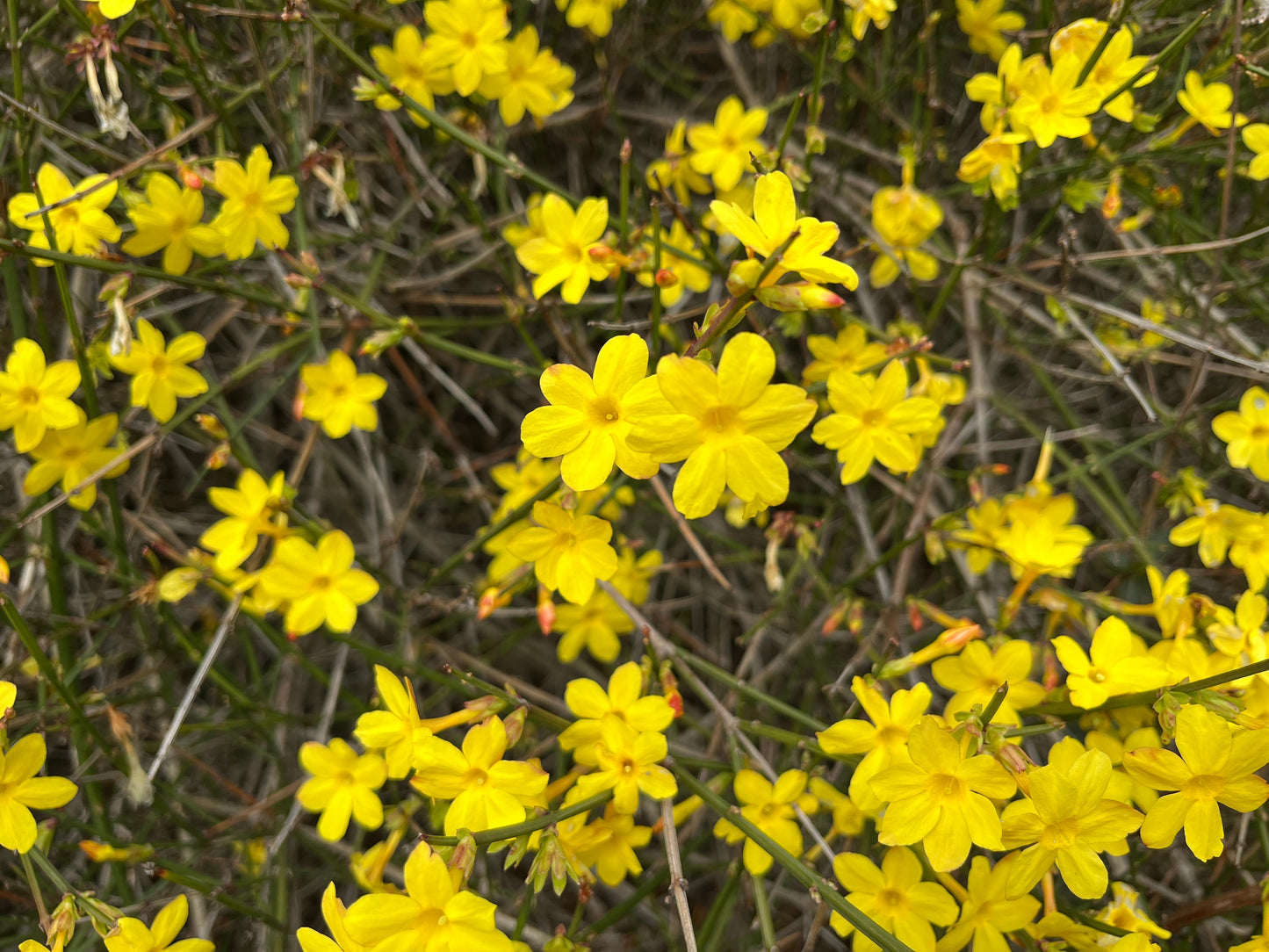 Jasminum nudiflorum
