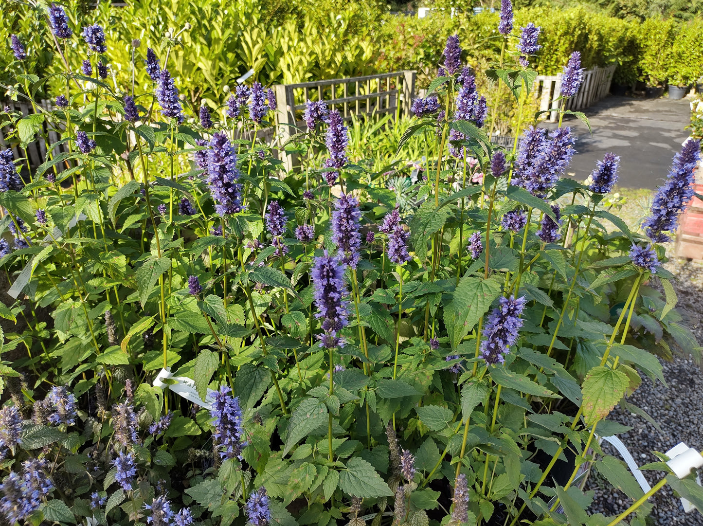 Agastache 'Blackadder' (Dropplant)