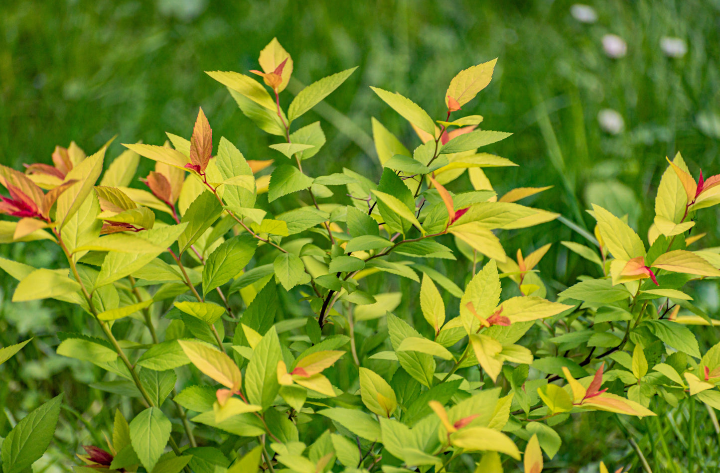 Spiraea japonica 'Goldflame' (Japanse Spierstruik)