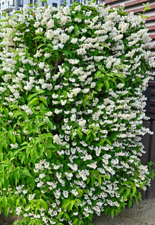 Deutzia gracilis (Slanke Bruidsbloem)