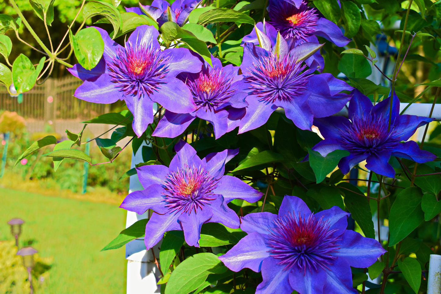 Clematis 'Multi Blue' (Bosrank)