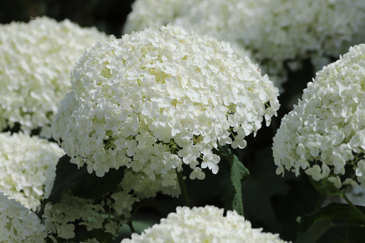 Hydrangea arborescens 'Annabelle' (Hortensia)