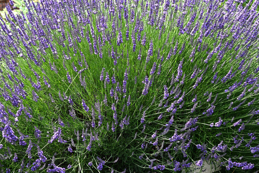 Lavandula intermedia 'Grosso' (Lavandin)