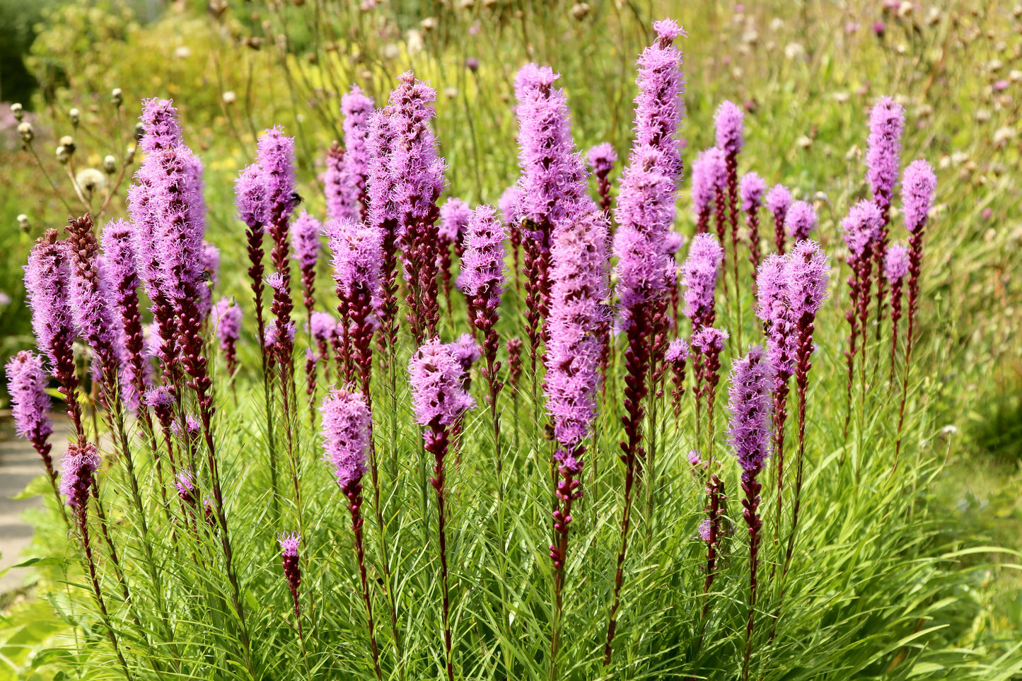 Liatris spicata (Lampenpoetser)