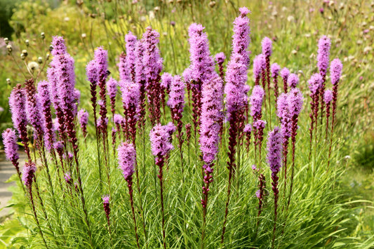 Liatris spicata (Lampenpoetser)