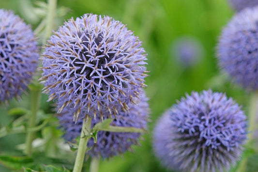 Echinops bannaticus 'Taplow Blue' (Kogeldistel)