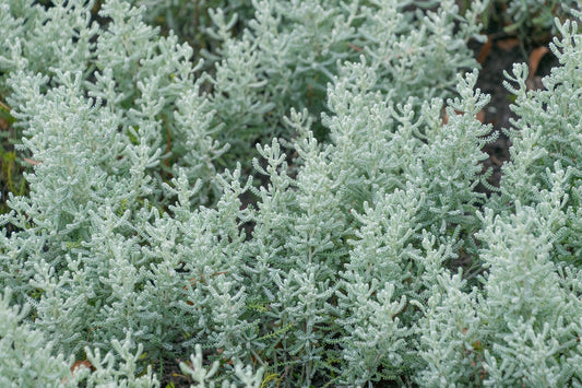 Santolina chamaecyparissus (Heiligenbloem)