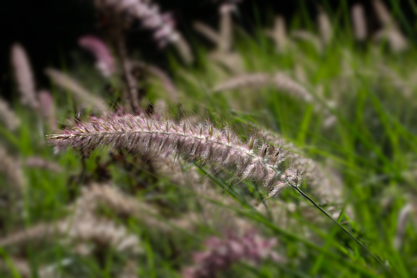 Pennisetum orientale 'Karley Rose' (Lampenpoetsersgras)