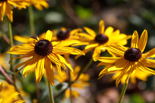 Rudbeckia fulgida 'Goldsturm' (Zonnehoed)