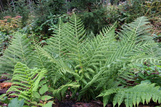 Athyrium filix-femina (Wijfjesvaren)