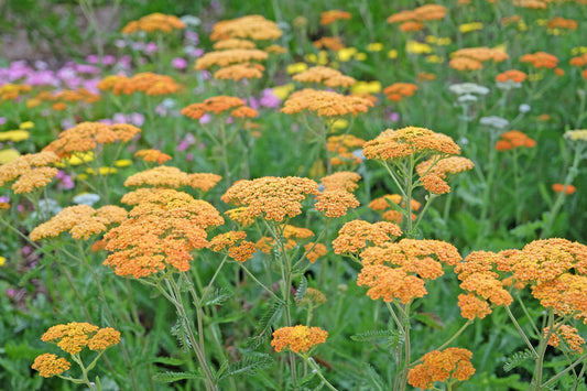 Achillea 'Terracotta' (Duizendblad)