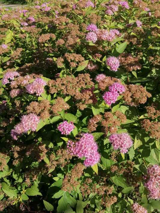 Spiraea japonica 'Little Princess' (Japanse Spierstruik)