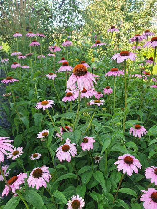 Echinacea purpurea 'Magnus' (Zonnehoed)