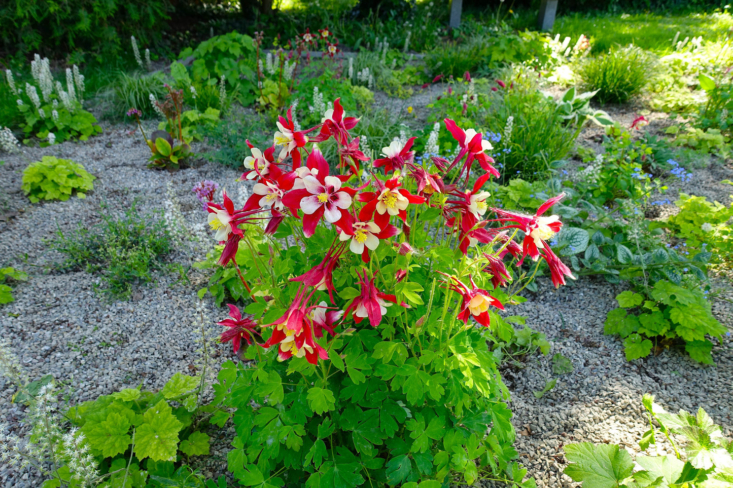 Aquilegia 'Crimson Star' (Akelei)