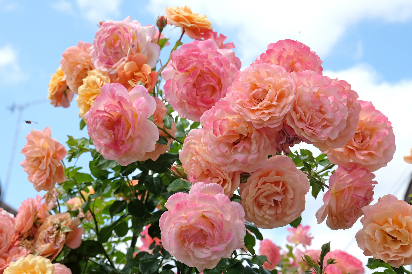 Rosa 'Peach Melba' (Klimroos)