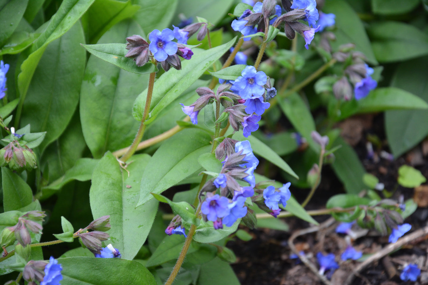 Pulmonaria angustifolia (Smalbladig longkruid)