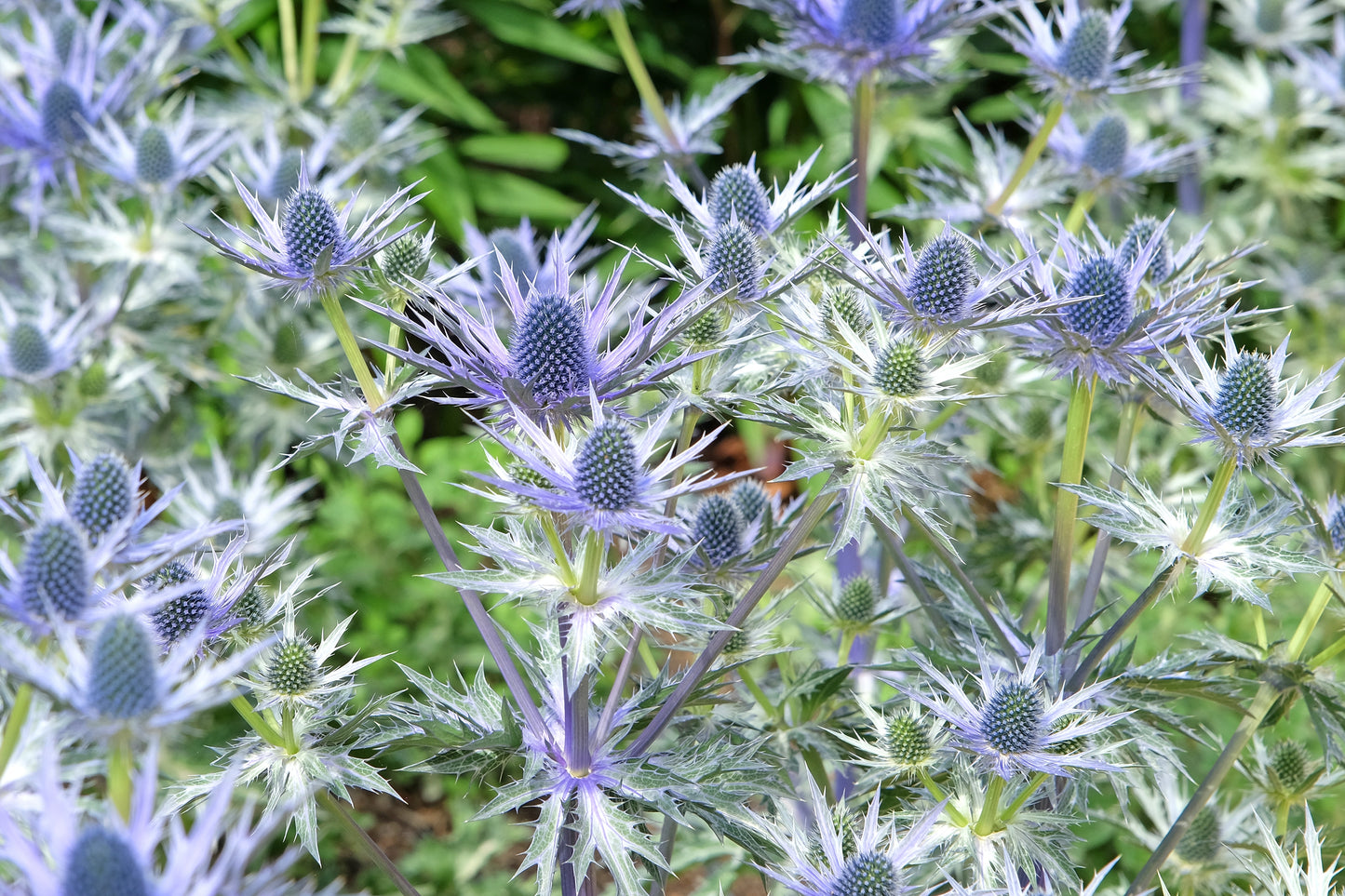 Eryngium x zabelii 'Big Blue' (Kruisdistel)