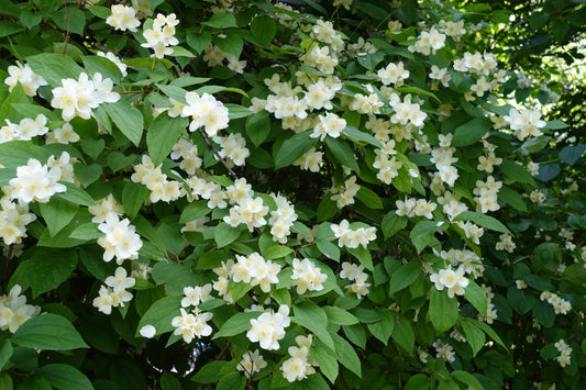 Philadelphus coronarius (Boerensering)