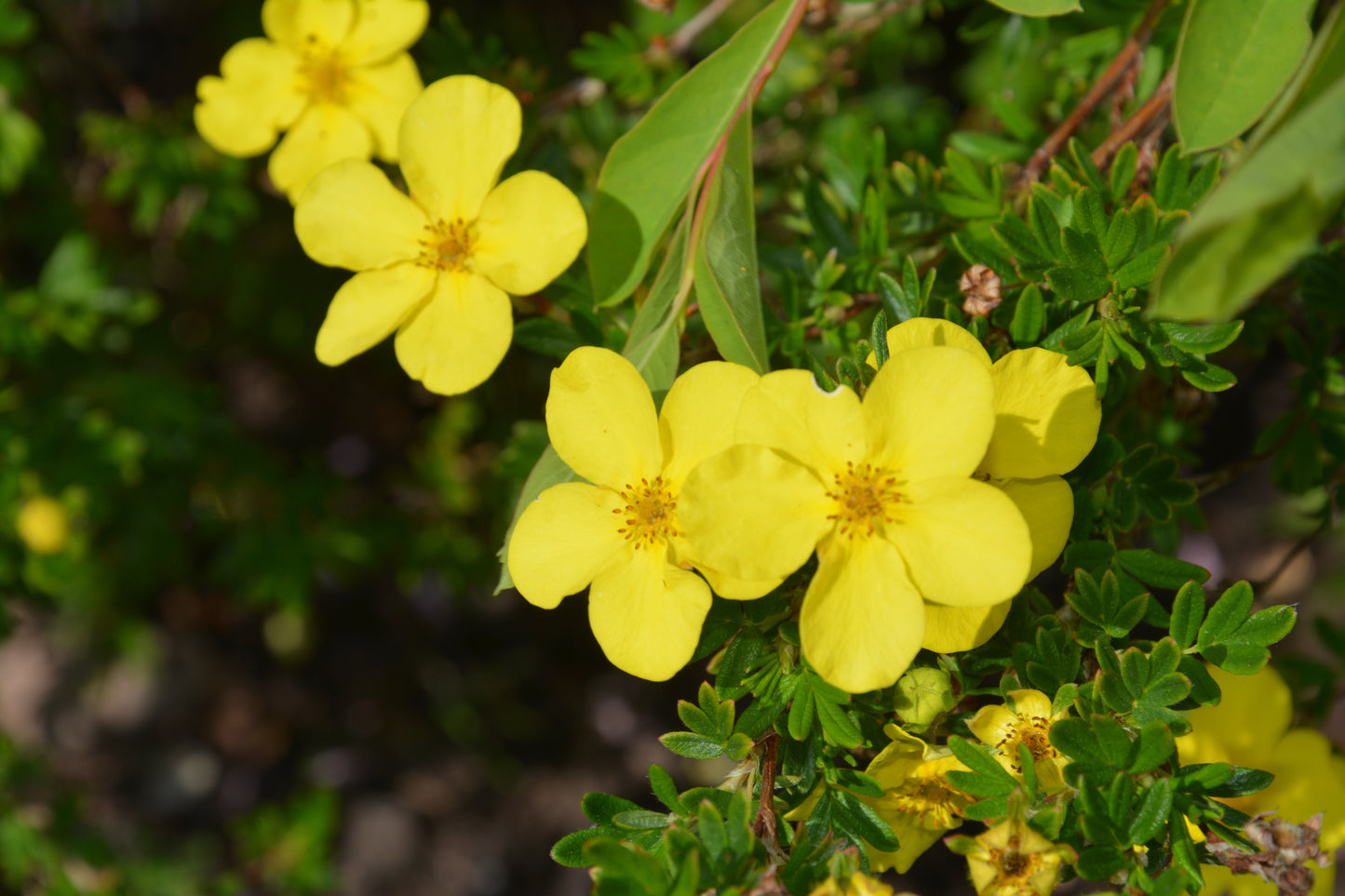 Potentilla fruticosa 'Goldfinger' (Vijfvingerkruid)