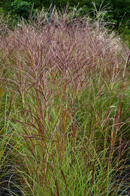 Miscanthus sinensis 'Kleine Silberspinne' (Prachtriet)