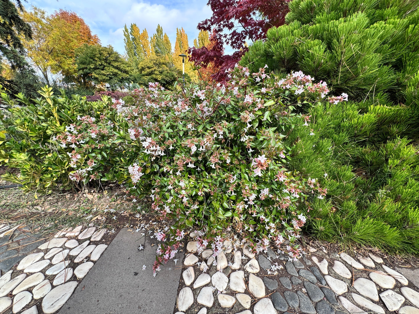 Abelia × grandiflora (Grootbloemige Abelia)
