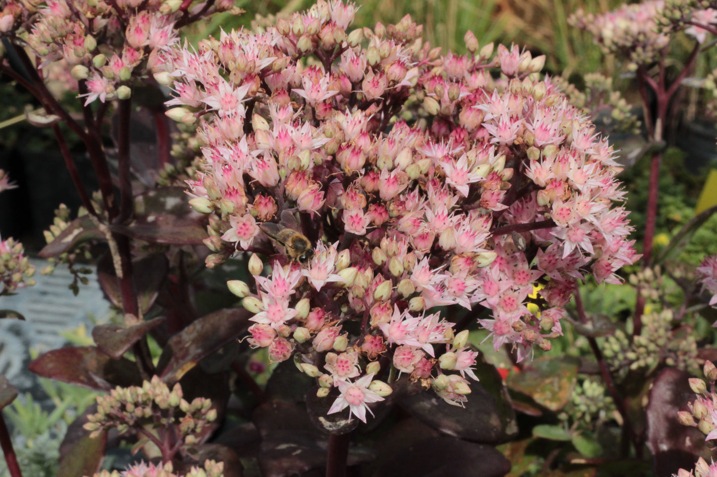 Sedum 'Matrona' (Hemelsleutel)