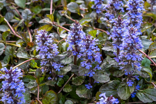 Ajuga reptans 'Atropurpurea' (Kruipend zenegroen)