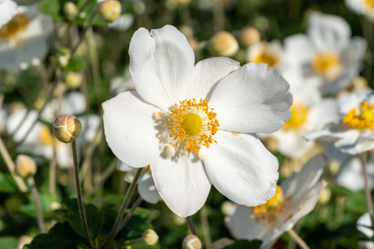 Anemone 'Honorine Jobert' (Herfstanemoon)