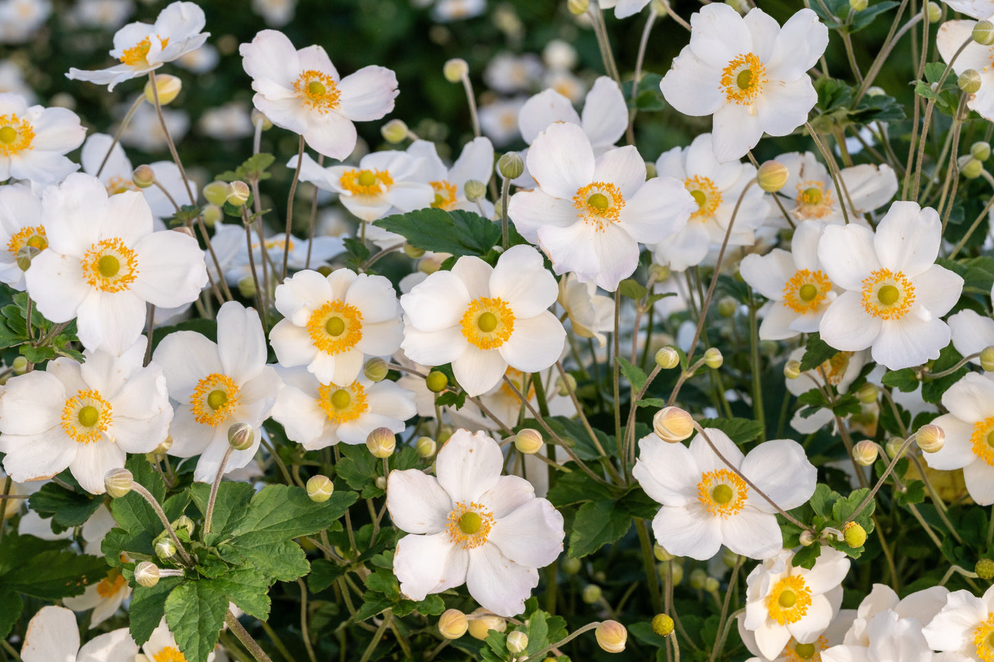 Anemone 'Honorine Jobert' (Herfstanemoon)