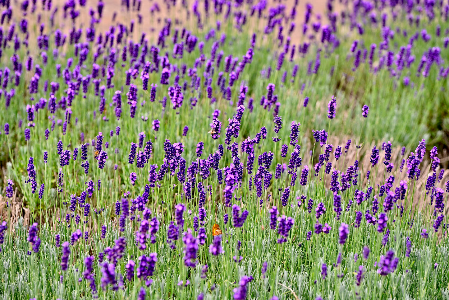 Lavandula angustifolia 'Hidcote' (Echte lavendel)