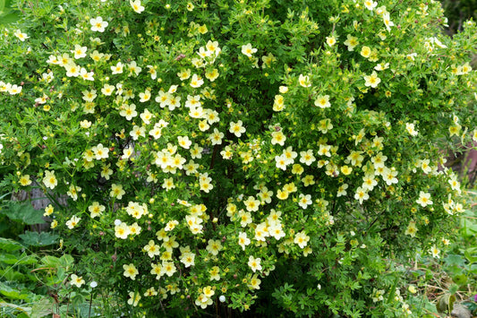 Potentilla fruticosa 'Goldfinger' (Vijfvingerkruid)
