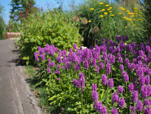 Stachys monnieri 'Hummelo' (Betonie)