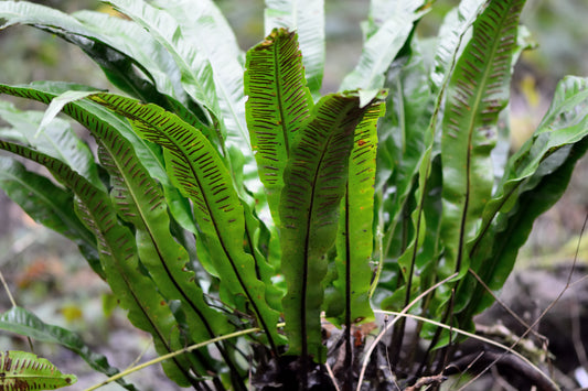 Asplenium scolopendrium (Tongvaren)