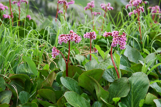 Bergenia cordifolia 'Rotblum' (Schoenlappersplant)